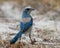 Florida Scrub Jay foraging on the ground - Port Charlotte, Florida