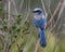 Florida Scrub Jay perched in a shrub - Port Charlotte, Florida