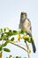 Florida Scrub-Jay Staring