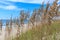 Florida Sea Oats on the Atlantic