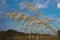 Florida Sea Oats Closeup