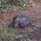 Florida Snapping Turtle with Neck Extended
