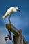 Florida snowy egret