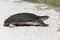 Florida soft shell turtle