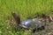 Florida softshell turtle