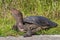 Florida Softshell Turtle