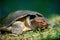 Florida Softshell Turtle