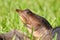 Florida Softshell Turtle