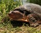 Florida Softshell turtle