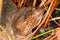 Florida Softshell Turtle (Apalone ferox)