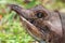 Florida Softshell Turtle (Apalone ferox)