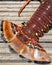 Florida spiny lobster season lobster tail