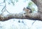 Florida Squirrel on tree