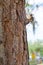 Florida Squirrel on tree