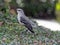Florida State Bird Northern Mockingbird