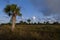 Florida State Forest Prairie with Palm Trees Everglades