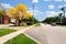 Florida street in April with golden tabebuia tree