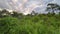 Florida subtropical jungles with green palm trees and wild vegetation in southern USA. Dense rainforest ecosystem