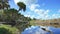 Florida subtropical wetlands with green jungle palm trees and wild vegetation in southern USA. Dense rainforest