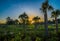 Florida sunrise over palm trees