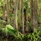 Florida Swamp Forest