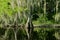 Florida swamp landscape with cypress