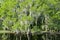 Florida swamp landscape with cypress