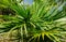 Florida thatch palm Thrinax radiata - Davie, Florida, USA