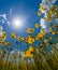 Florida Tickseed under a sunny spring sky