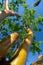 Florida Tourist Tree - Gumbo-limbo