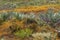 Florida typical scrub vegetation