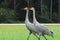 Florida, USA- A Pair of Beautiful Sandhill Cranes Close Up