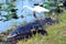 Florida, USA- Predator and Prey, Alligator and Egret