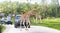 Florida, USA - September 19, 2019: Lion Country Safari drive through park in West Palm Beach Florida. Cars driving near