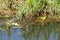 Florida Water Snake Nerodia fasciata pictiventris