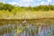 Florida wetland, Airboat ride at Everglades National Park in USA.