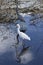 Florida Wetland Egret and Heron