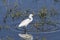 Florida Wetland Egret I