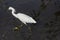 Florida Wetland Egret II