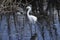 Florida Wetland Egret III