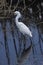 Florida Wetland Egret V
