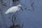 Florida Wetland Egret VI