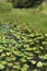 Florida Wetlands green lily pond marsh