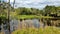 Florida Wetlands landscape