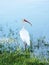 Florida White Egret