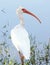 Florida White Egret