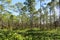 Florida wild forest