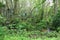 Florida Wilderness Swamp with Green Foliage