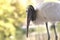 Florida Wood Stork Against Sunlit Background