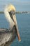 Florida yellow head Brown Pelican